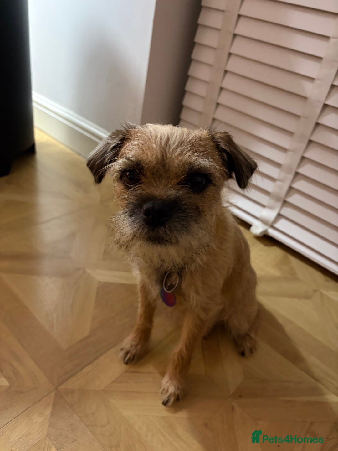 Border Terrier dogs for sale: Beautiful Border Terrier Puppies - Advert 2