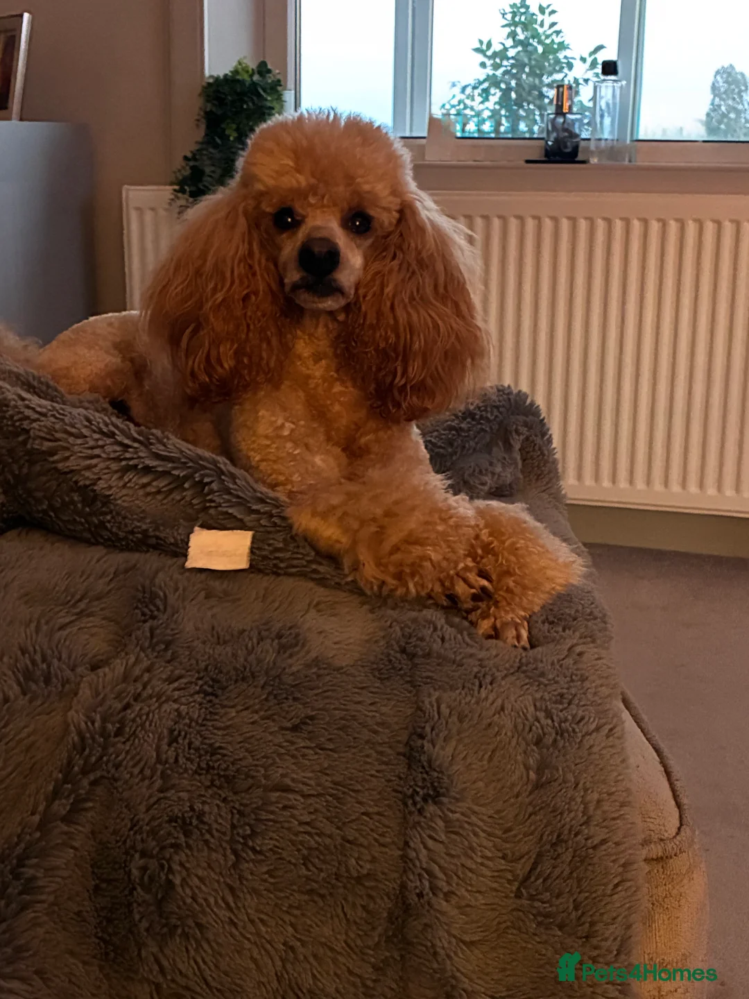 Gallery Image {{count}}