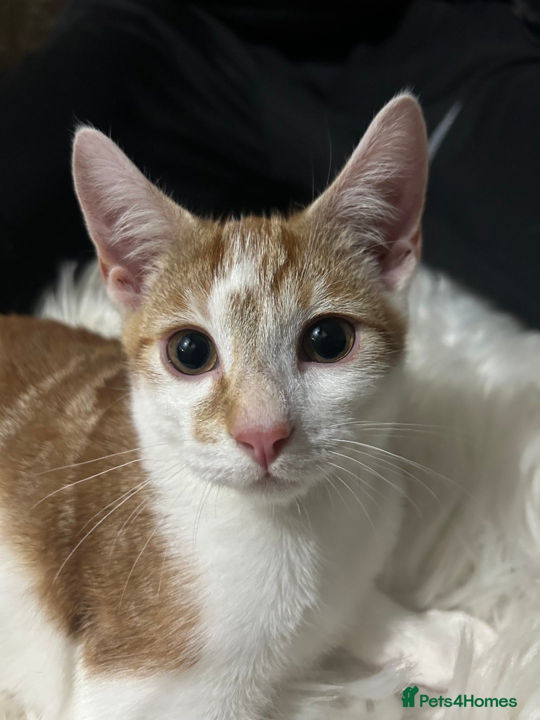 Toyger cats for sale: 3 beautiful toyger kittens ready to go!  - Advert 7