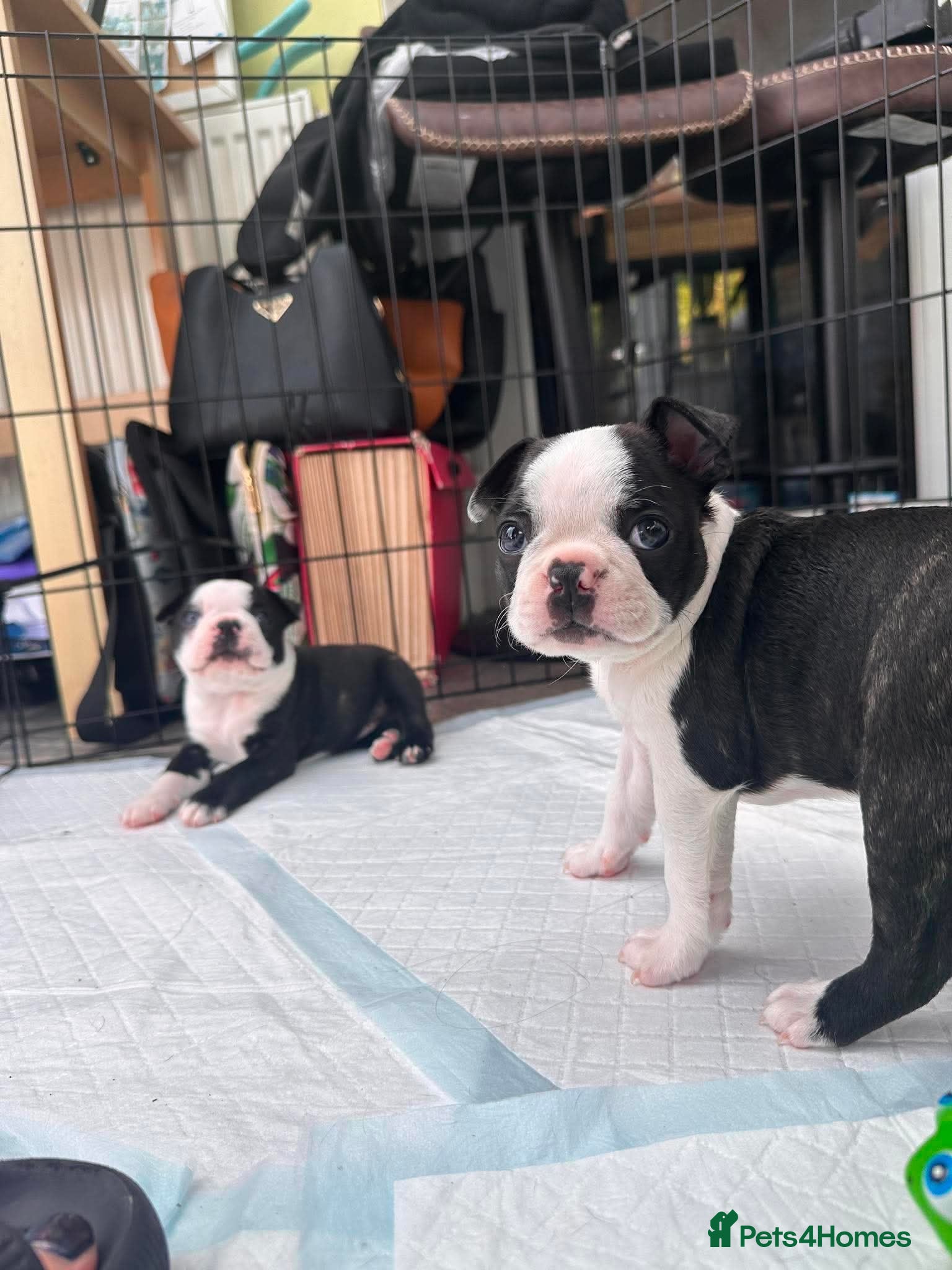 Boston Terrier dogs Boston for sale - Advert 9