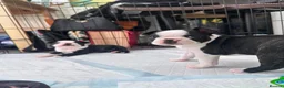 Boston Terrier dogs for sale: Boston for sale - Advert 1