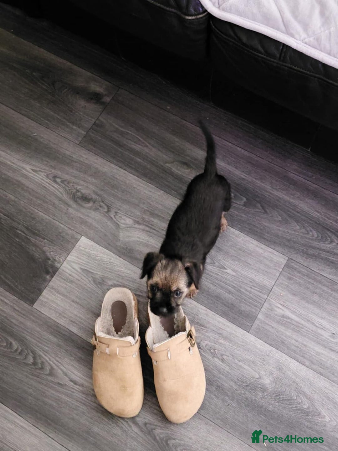 Border Terrier dogs for sale: Last little girl looking for her forever homes - Advert 8