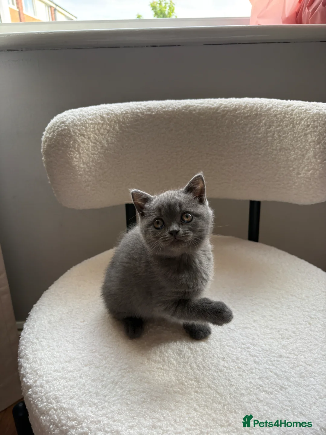 British Shorthair cats for sale: 💙Stunning Blue British Shorthair Boy Ready Soon💙 - Advert 2
