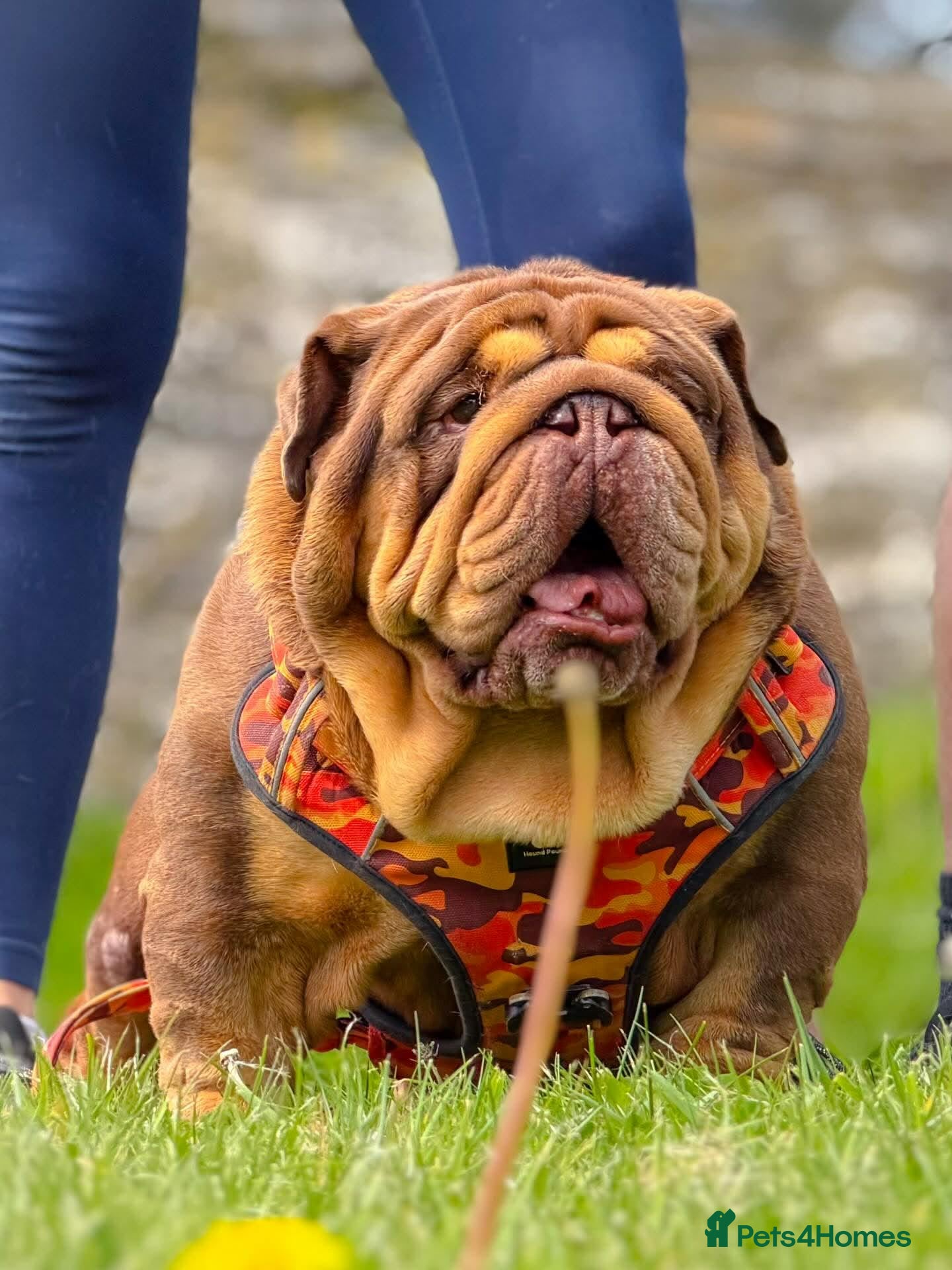 English Bulldog dogs Quality puppies available  - Advert 6