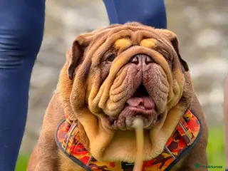 English Bulldog dogs Quality puppies available - Advert 6