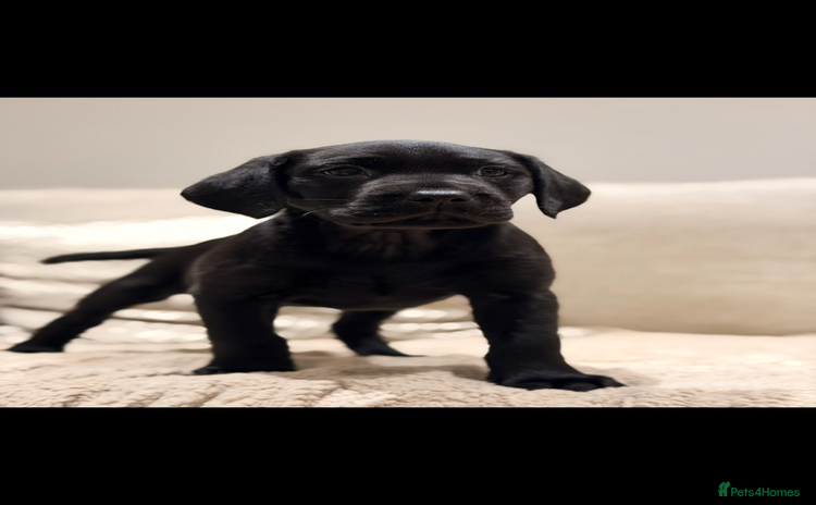 Labrador Retriever dogs - Advert 8