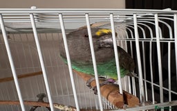 Mixed Breed birds for sale: Meyers parrot Female  - Image 1