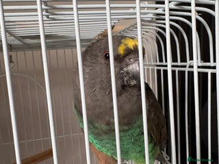 Mixed Breed birds for sale - Advert 2