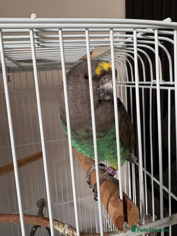 Mixed Breed birds - Advert 1