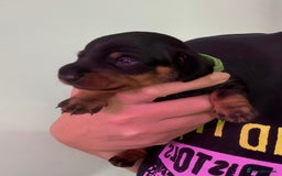 Miniature Dachshund dogs for sale: Miniature dachshund puppies 🐾 - Image 14