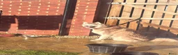 Siberian Husky dogs for sale: Red and white 8.5 year old Siberian Husky - Advert 5