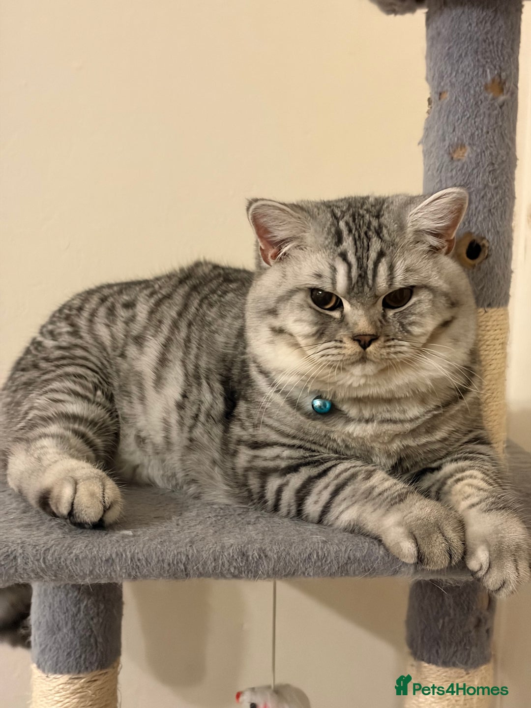 British Shorthair cats for sale: 3 Kittens•Full Pedigree•Champions bloodline•GCCF - Advert 38