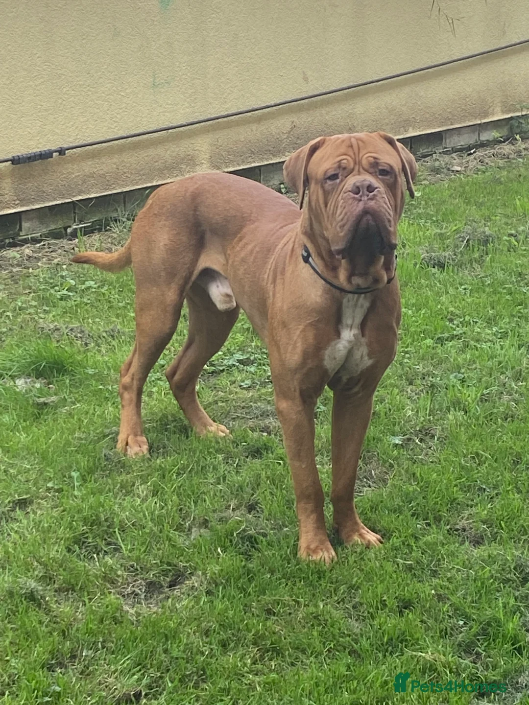 Dogue De Bordeaux dogs for sale: Hoochy poochy  - Advert 6