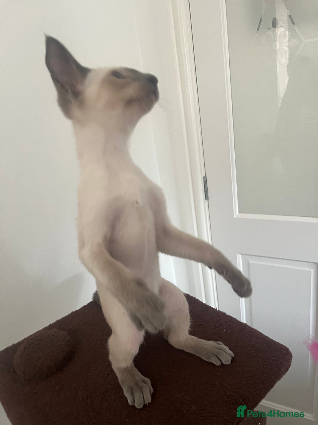 Siamese cats for sale: Gorgeous New Style Siamese Kittens - Image 15