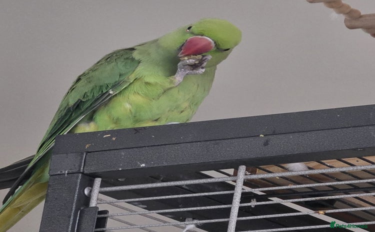 Ringnecks birds - Advert 2