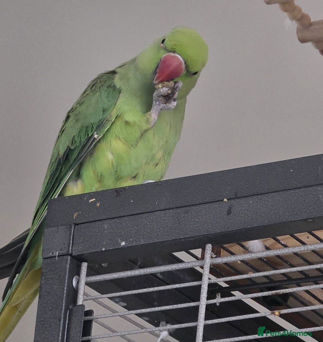 Ringnecks birds for sale: *PBFD Positive* Indian Ringneck 18 month old male - Image 1
