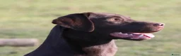 Labrador Retriever dogs for sale: Fully Health Tested Chocolate Labrador  - Advert 2