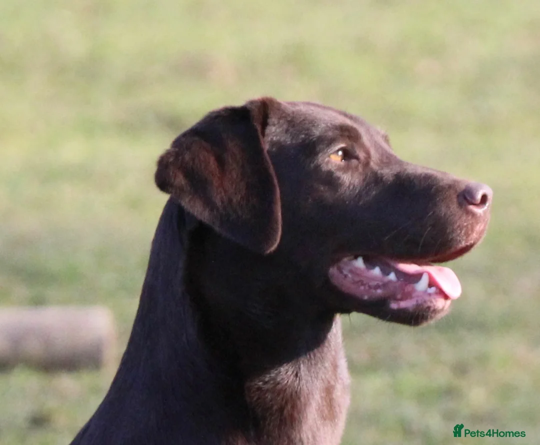 Labrador Retriever dogs for sale: Fully Health Tested Chocolate Labrador  - Advert 2