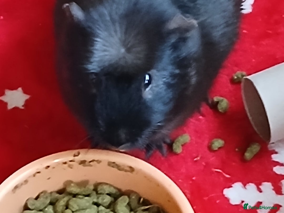 Guinea Pig rodents for sale: Boar Guinea Pigs £60 for the trio in Crook - Image 3