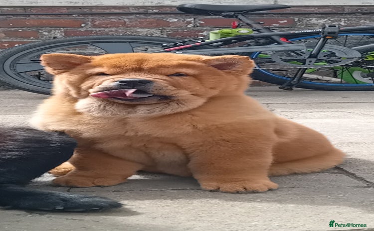 Chow Chow dogs - Advert 4