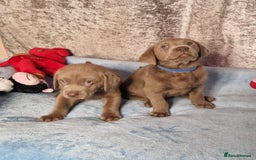 Labrador Retriever dogs for sale: Adorable Silver Labrador Puppies  - Image 4