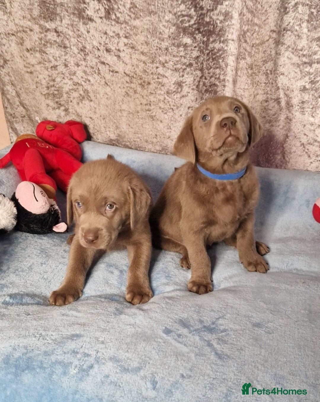 Labrador Retriever dogs for sale: Adorable Silver Labrador Puppies  - Image 4