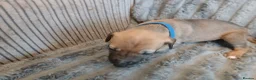 Mixed Breed dogs for sale: Lurcher pups - Advert 19