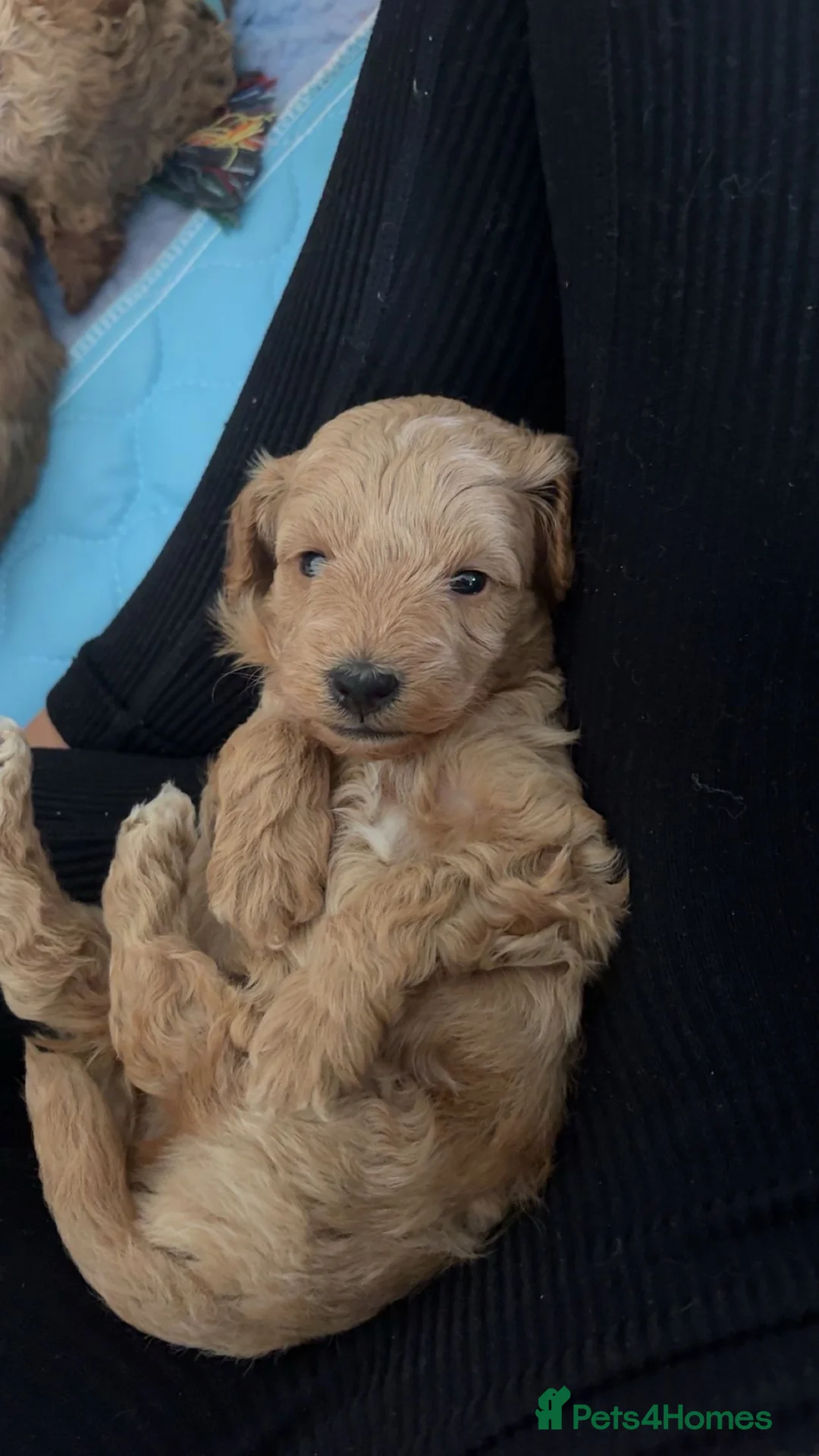 Labradoodle dogs for sale: F2bs labradoodle puppies  - Advert 8