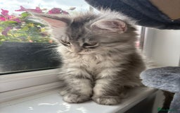 Maine Coon cats for sale: Tica Registered Maine Coon kittens  - Image 28