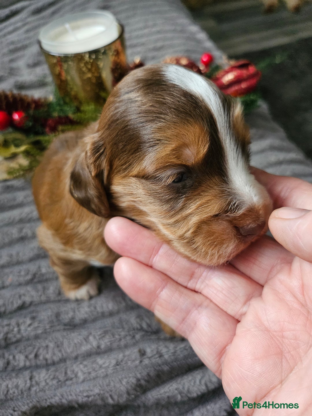 Cockapoo dogs for sale: F2 cockerpoo puppies  - Image 12