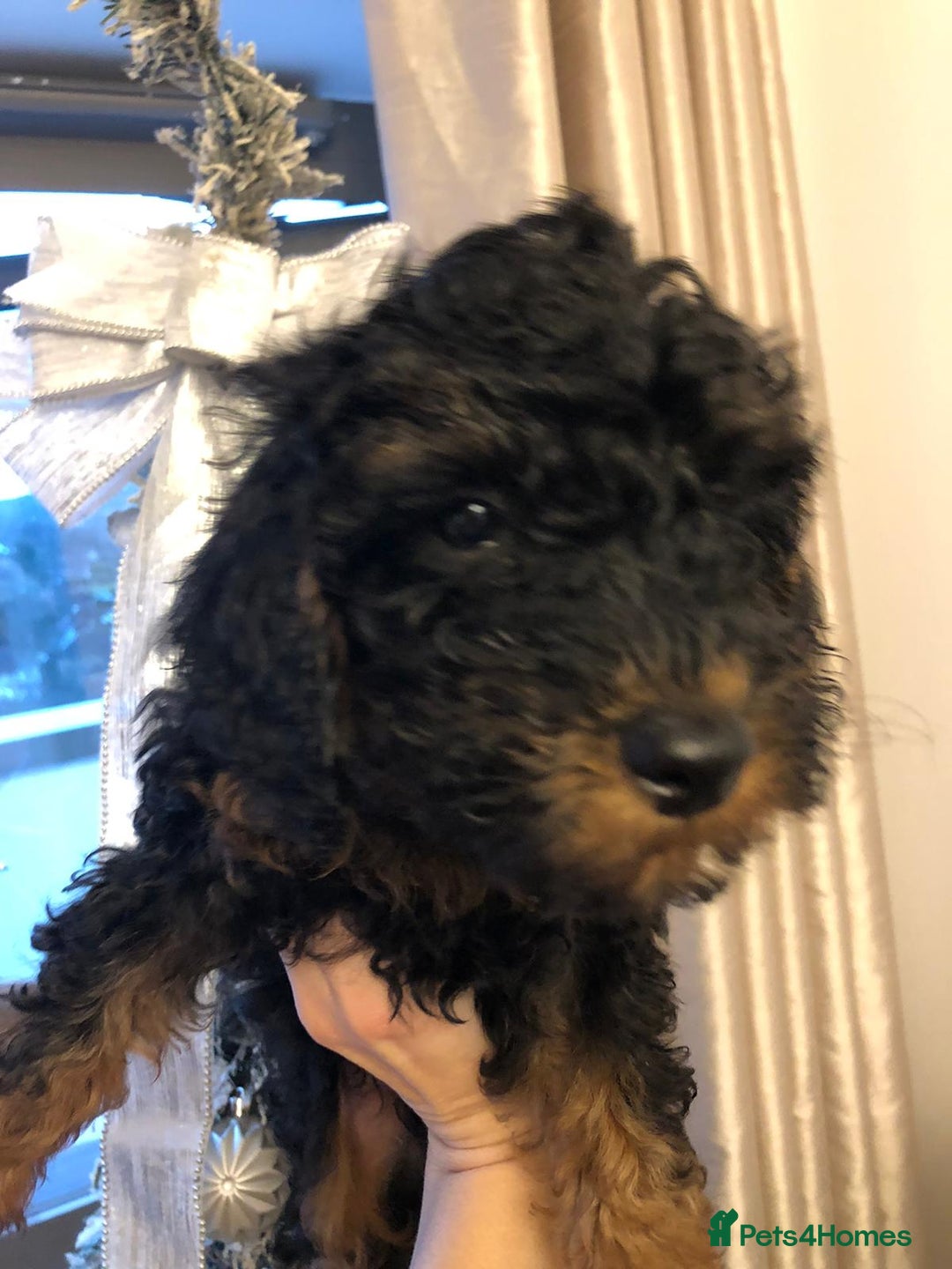 Toy Poodle dogs for sale: 5 toy poodles unique markings  - Advert 23