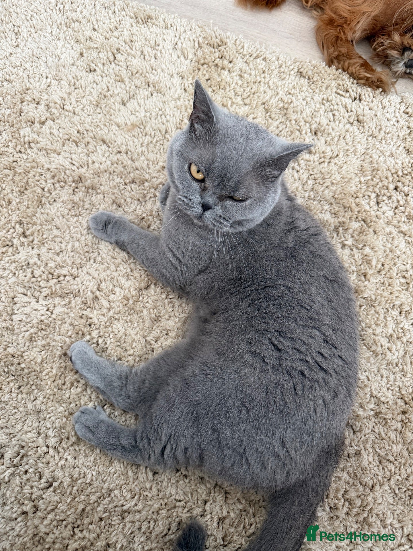 British Shorthair cats Loving home needed for adult  British Shorthair - Advert 1