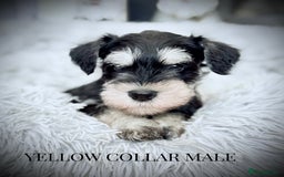 Miniature Schnauzer dogs for sale: ⭐️⭐️ ADORABLE MINI SCHNAUZER PUPS ⭐️⭐️ - Image 3