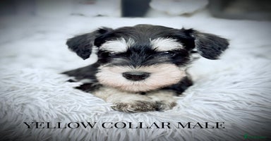 Miniature Schnauzer dogs - Advert 8