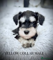 Miniature Schnauzer dogs - Advert 15