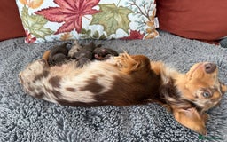Miniature Dachshund dogs for sale: Long haired mini dachshund pups  - Image 3