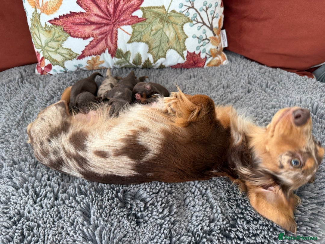 Miniature Dachshund dogs for sale: Long haired mini dachshund pups  - Image 3