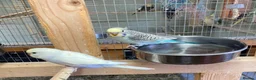 Budgerigars birds for sale: Baby budgies all bred in our aviary  - Advert 4