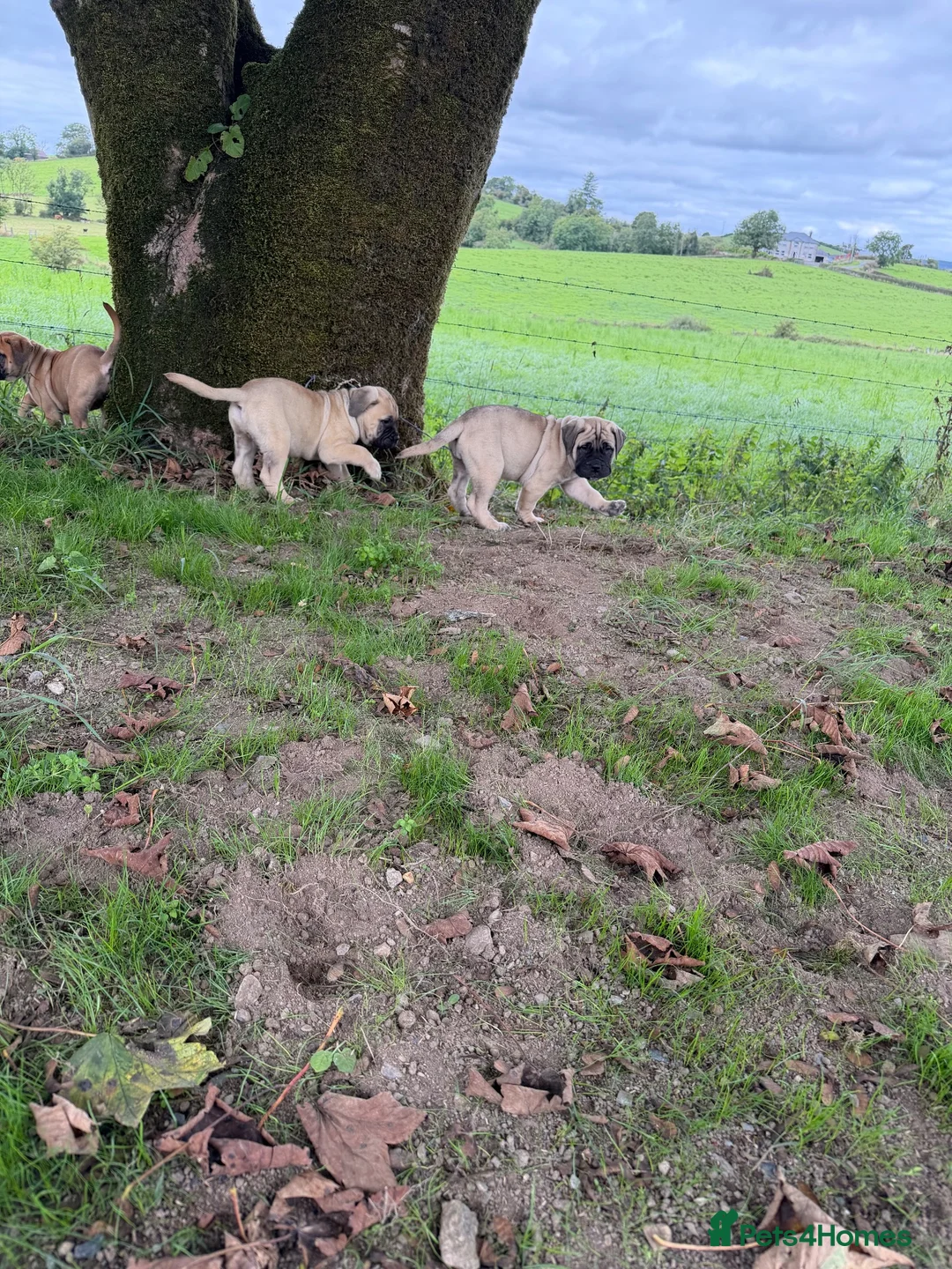 Bullmastiff dogs for sale: Beautiful Bullmastiff Puppies – 2 girls . - Advert 13