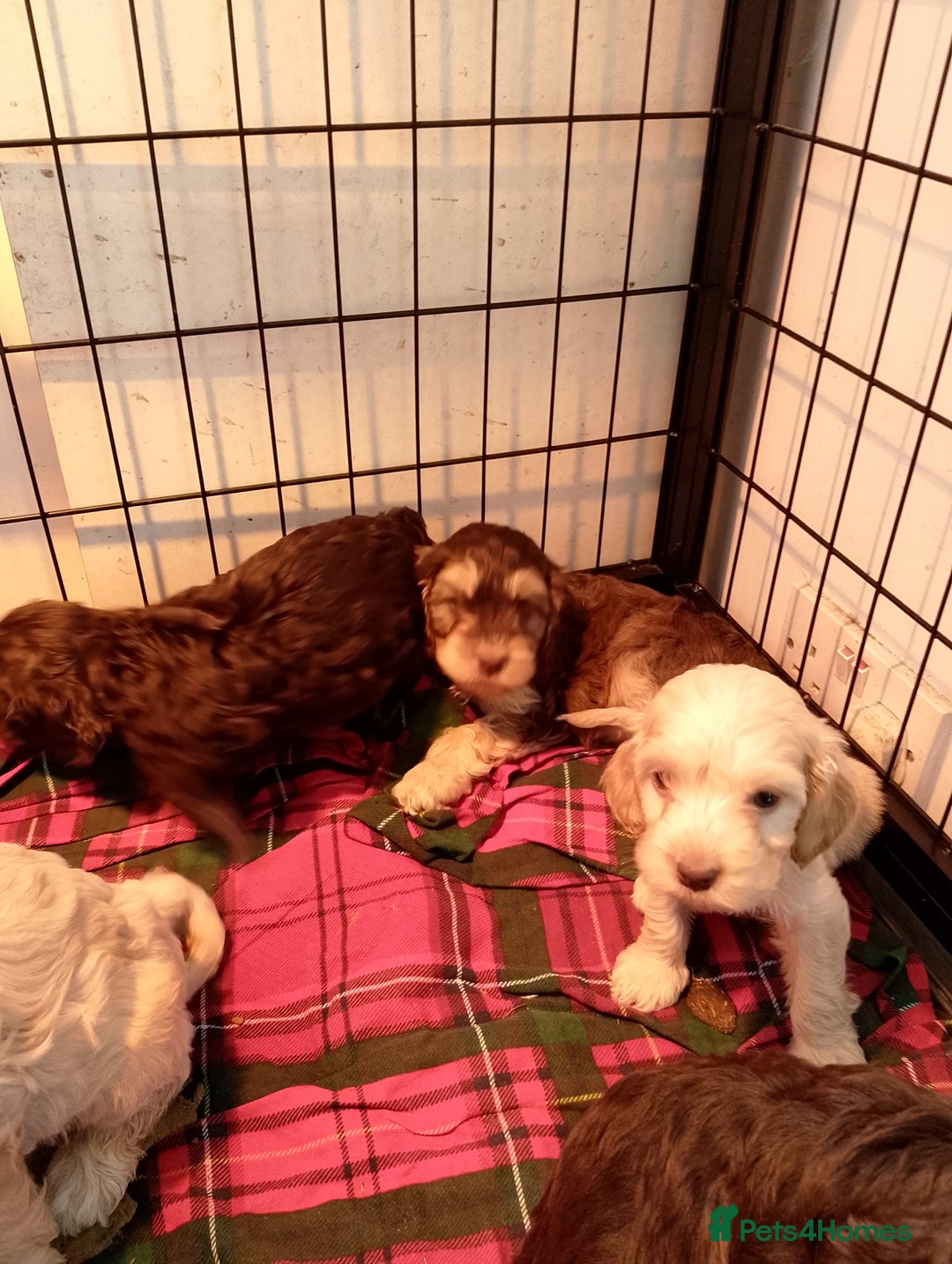 Cockapoo dogs for sale: F1 Chocolate Choc/Tan and Gold Cockapoo Puppies - Image 7