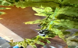 Frog reptiles for sale: Amazon Milk Frog - Image 3