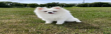 Pomchi 1