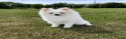 Pomchi dogs for sale: Beautiful little Kc registered white male in London - Advert 5