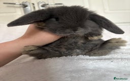 Mini Lop rabbits for sale: Beautiful little mini lop baby bunny rabbits  - Advert 17