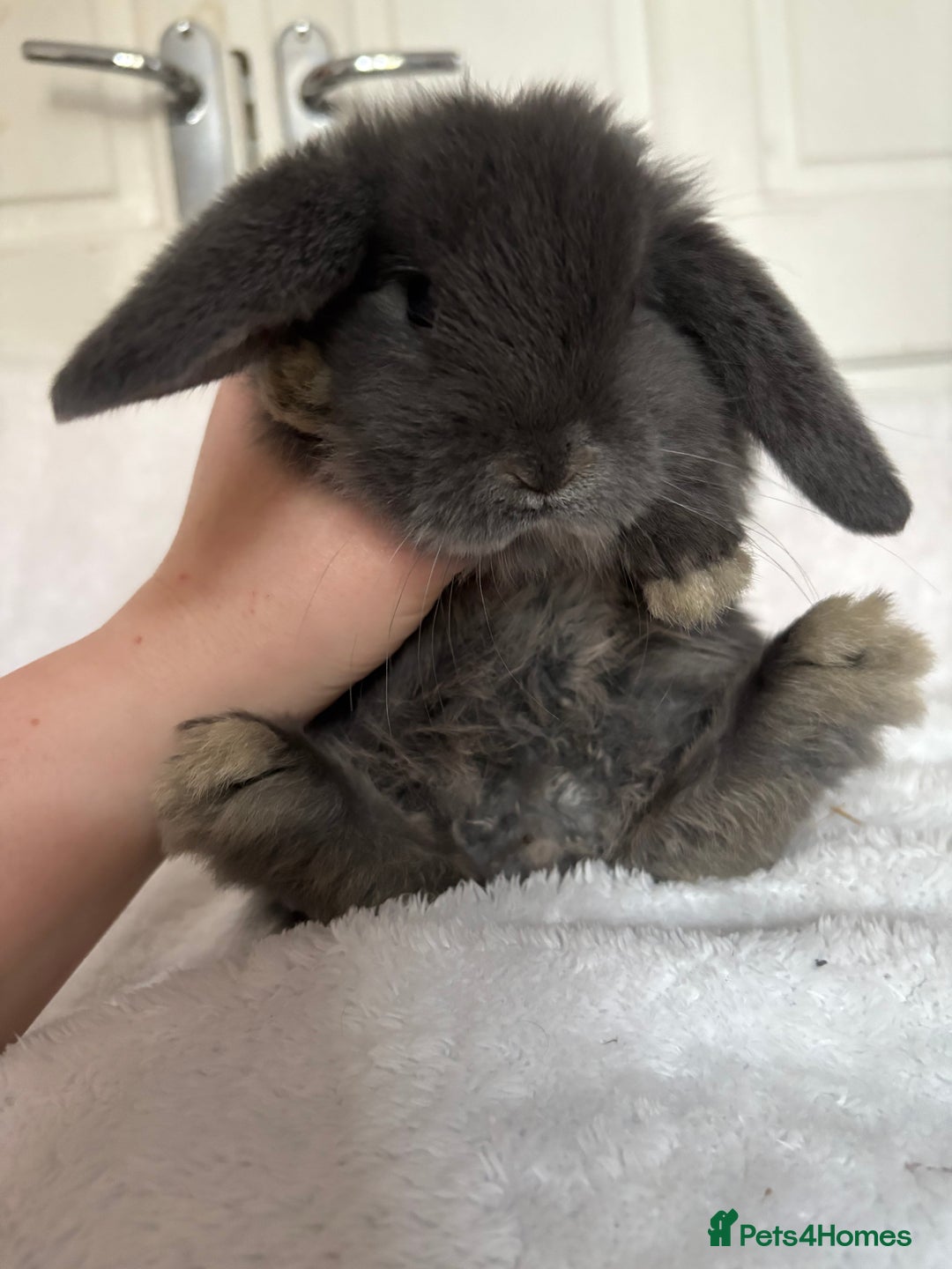 Mini Lop rabbits for sale: Beautiful little mini lop baby bunny rabbits  - Advert 17