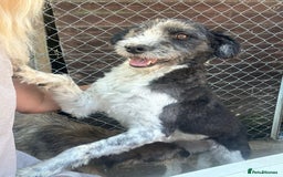 Mixed Breed dogs for adoption: Irina - Norwich Norfolk  - Image 7