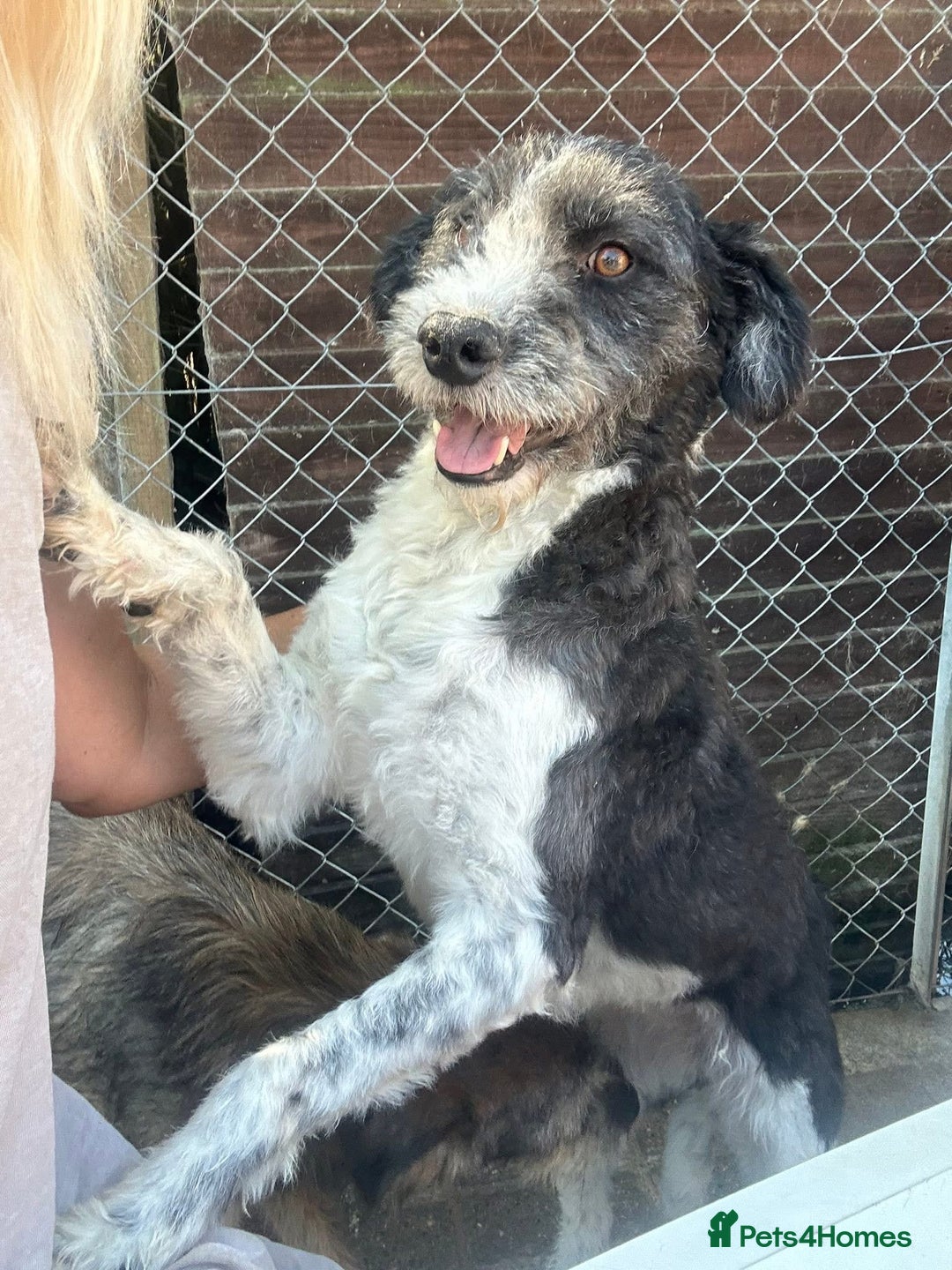 Mixed Breed dogs for adoption: Irina - Norwich Norfolk  - Image 7