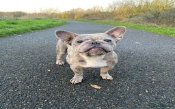 French Bulldog dogs for sale: 2x French bulldog - Image 3