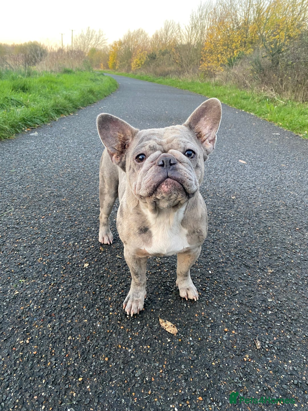 French Bulldog dogs for sale: 2x French bulldog - Image 3