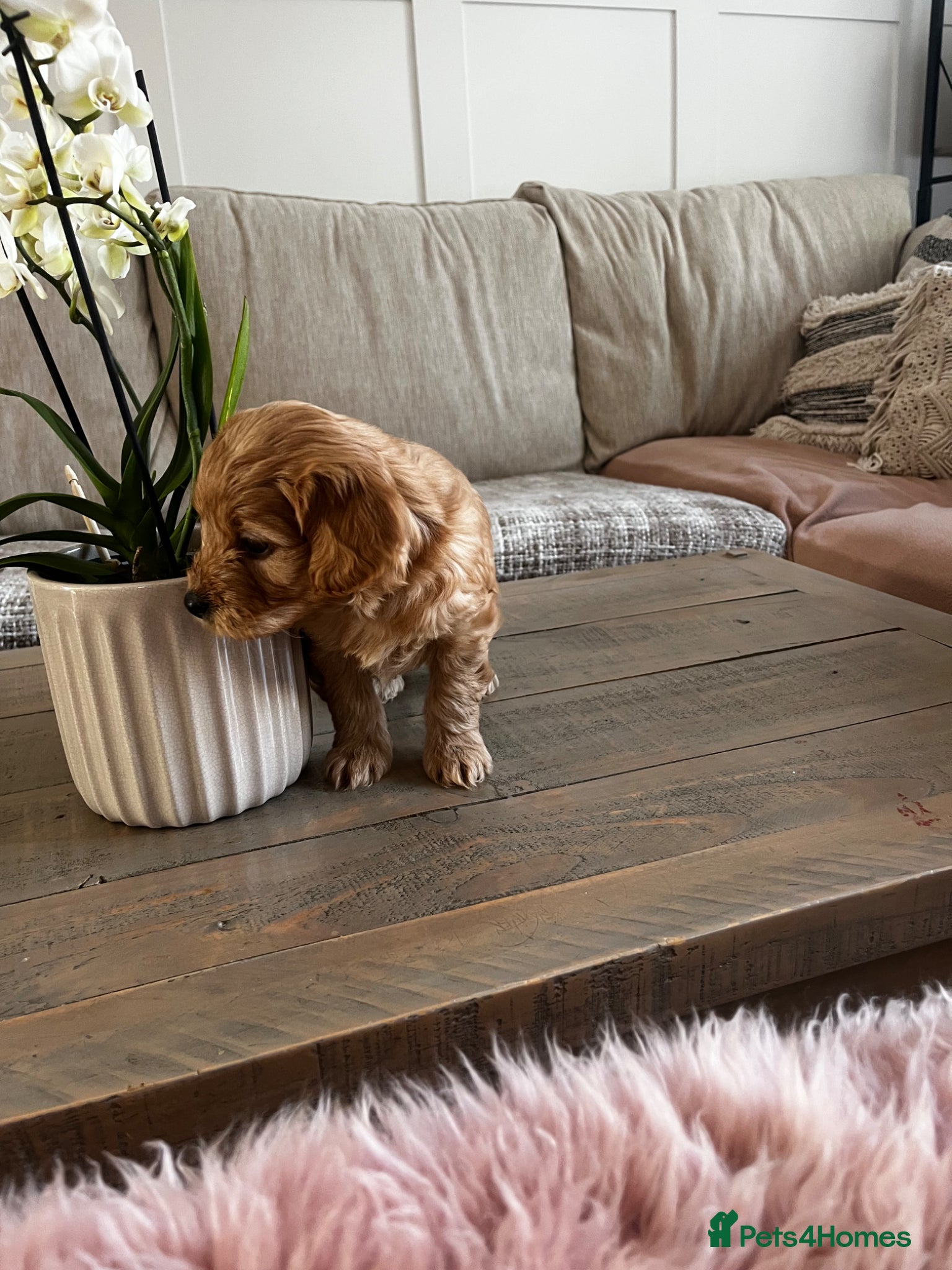 Cockapoo dogs Miniature f1b Cockapoo DNA clear 🐶  - Advert 2